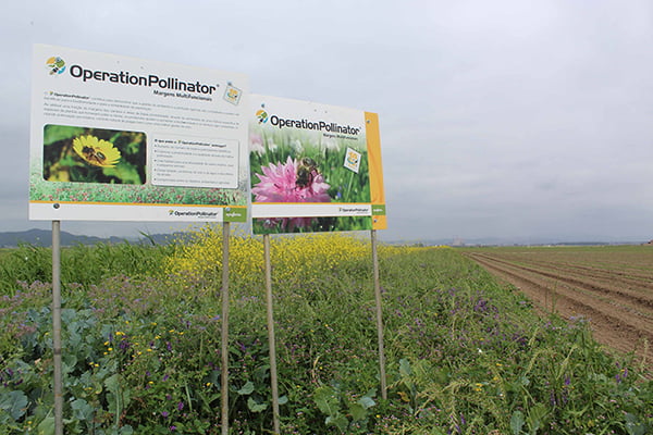 Syngenta Operation Pollinator Incrementar Biodiversidade scaled