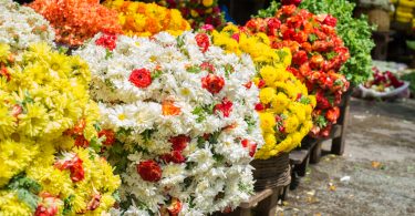 Mercado de plantas vivas e flores com perdas de 4,12 mil milhões de euros em março e abril na UE