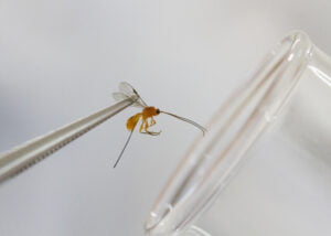 Embrapa fotógrafo Paulo Lanzetta