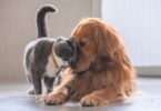 iStock