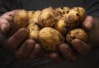 Tesco experimenta venda de batatas não lavadas para diminuir desperdício alimentar