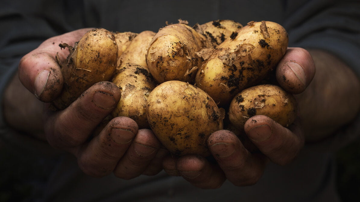 Tesco experimenta venda de batatas não lavadas para diminuir desperdício alimentar