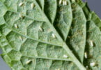 Primeiro gene conhecido transferido de planta para inseto pode ajudar a combater pragas