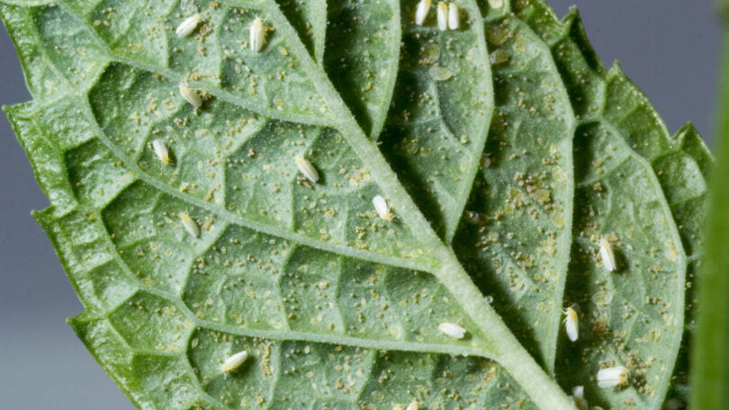 Primeiro gene conhecido transferido de planta para inseto pode ajudar a combater pragas