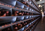 Empresas alimentares apelam ao fim do uso de gaiolas na pecuária