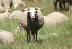 Os ovinos Serra da Estrela são a maior raça autóctone portuguesa, em número. No total existem 20 341 desses ovinos.