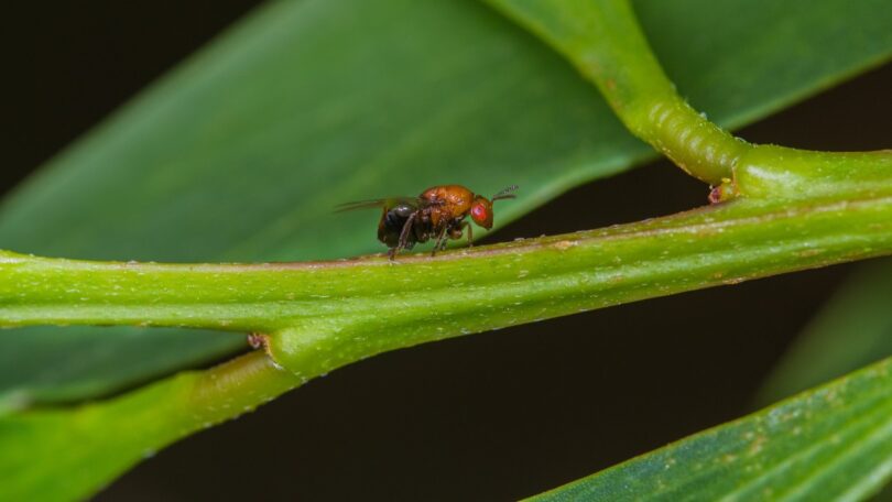 A pequena vespa australiana formadora de galhas pode ajudar no controlo natural da acácia-de-espigas, reduzindo a capacidade de propagação.