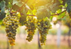 Um estudo da UC Davis descobriu que o bagaço das uvas chardonnay possui compostos que podem ajudar na saúde, assim como oligossacarídos.