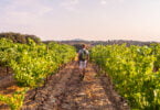 O IVV revela que a produção de vinho deverá aumentar em Portugal em cerca de 1% face à campanha passada, para os 6,5 milhões de hectolitros.