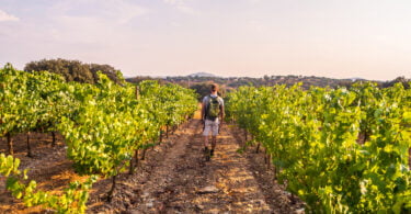 O IVV revela que a produção de vinho deverá aumentar em Portugal em cerca de 1% face à campanha passada, para os 6,5 milhões de hectolitros.