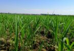 A Corteva Agriscience obteve o registo definitivo do novo herbicida Loyant, para controlo das infestantes na cultura do arroz.