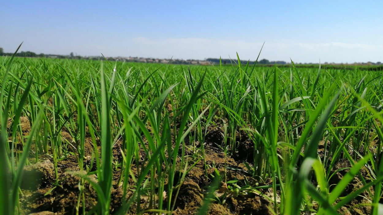 A Corteva Agriscience obteve o registo definitivo do novo herbicida Loyant, para controlo das infestantes na cultura do arroz.