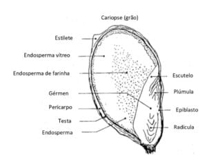 Sorgo Fig 4