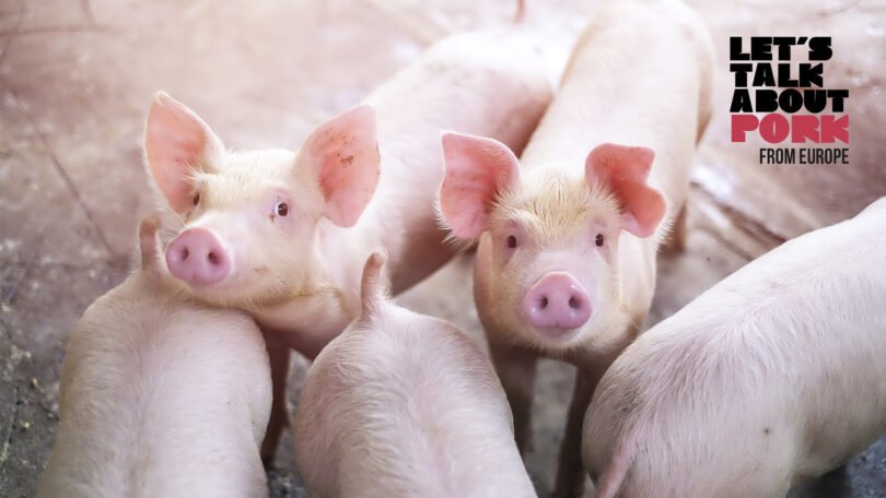 As exportações de suínos, carne de porco e derivados aumentaram 9,1% em valor no primeiro trimestre, face ao período homólogo do ano passado.