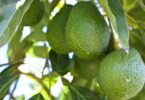 O VAB da cultura de abacates no Algarve é de 40 milhões de euros, revela o estudo realizado pela Agro.Ges, a pedido da AlgFuturo.