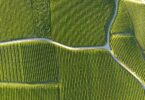 Os eleitores suíços votaram numa maioria esmagadora contra dois referendos que queriam banir o uso de pesticidas artificiais no país.