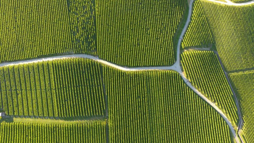 Os eleitores suíços votaram numa maioria esmagadora contra dois referendos que queriam banir o uso de pesticidas artificiais no país.