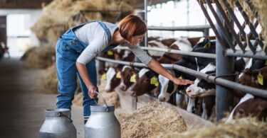 A UE vai levantar proibição à alimentação animal feita de restos de animais, inicialmente introduzida face à doença das vacas loucas.