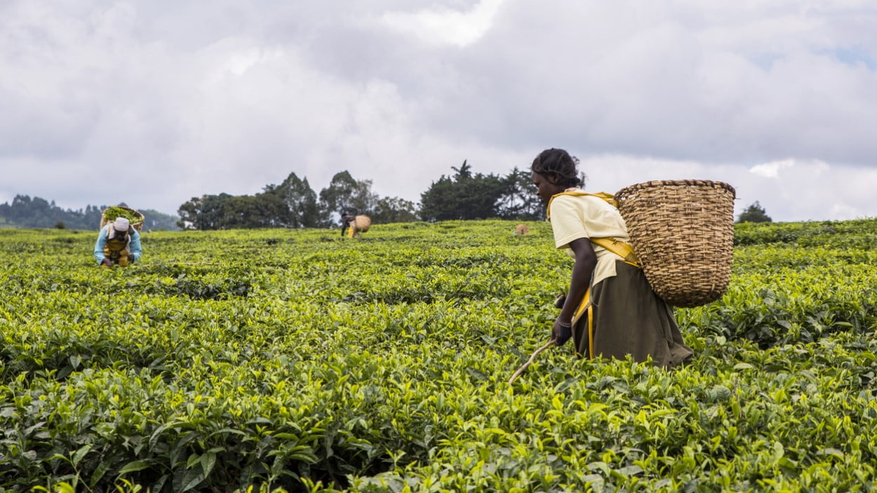 Encargos financeiros causados por pragas e plantas invasoras em África podem ascender a mais de 3,5 biliões de dólares por ano, revela estudo.