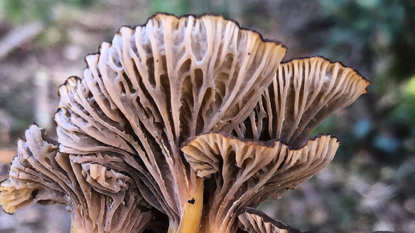 Uma carta publicada na revista científica Science apela para que as metas globais para a conservação da biodiversidade incluam os fungos.