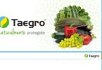 A Syngenta apresentou um novo biofungicida, o Taegro. Este novo produto pretende proteger a vinha e as culturas hortícolas contra doenças.