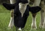 O Ministério da Agricultura anunciou um conjunto de medidas para apoiar o setor do leite, após denúncias da pressão atual na indústria.