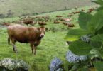 Investigadores açorianos anunciaram a criação de um sistema que permite identificar um fungo que intoxica os bovinos nas pastagens.