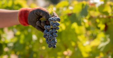 As candidaturas à Destilação de Crise para 2021 abriram, sendo que a medida para o setor do vinho possui uma dotação de 10 milhões de euros.