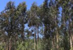 As plantações de eucalipto podem não consumir mais quantidade de água do que os povoamentos adultos de pinheiro-bravo demonstrou um estudo.