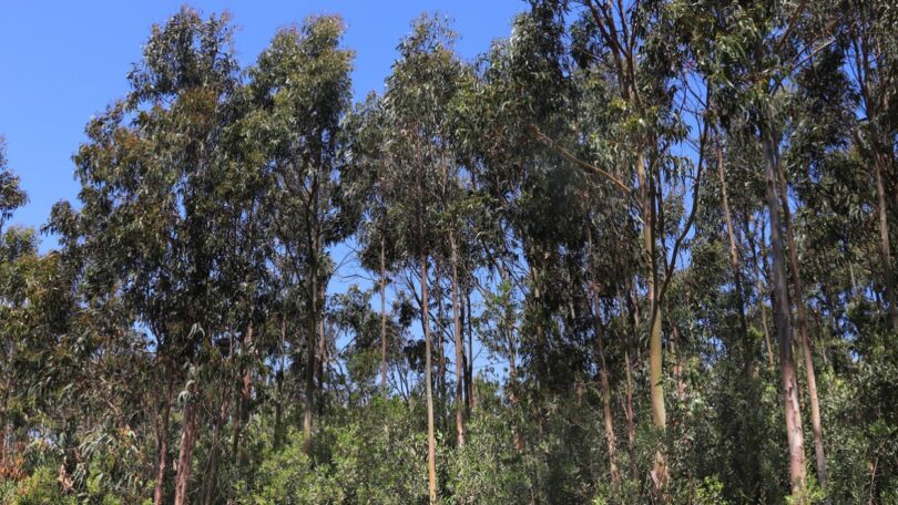As plantações de eucalipto podem não consumir mais quantidade de água do que os povoamentos adultos de pinheiro-bravo demonstrou um estudo.