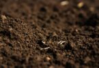 Um novo estudo revelou que os resíduos das colheitas agrícolas que são deixados a decompor no solo podem ajudar no sequestro de carbono.