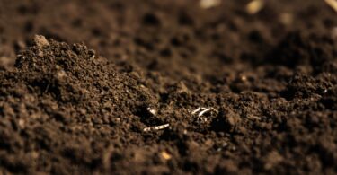 Um novo estudo revelou que os resíduos das colheitas agrícolas que são deixados a decompor no solo podem ajudar no sequestro de carbono.