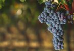Investigadores norte-americanos alteraram as condições da vinha na casta Cabernet Sauvignon para abrandar o seu amadurecimento.