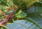 O projeto "BioPest" revelou que a luta biológica contra a vespa-das-galhas-do-castanheiro no Minho apresenta resultados “promissores”.