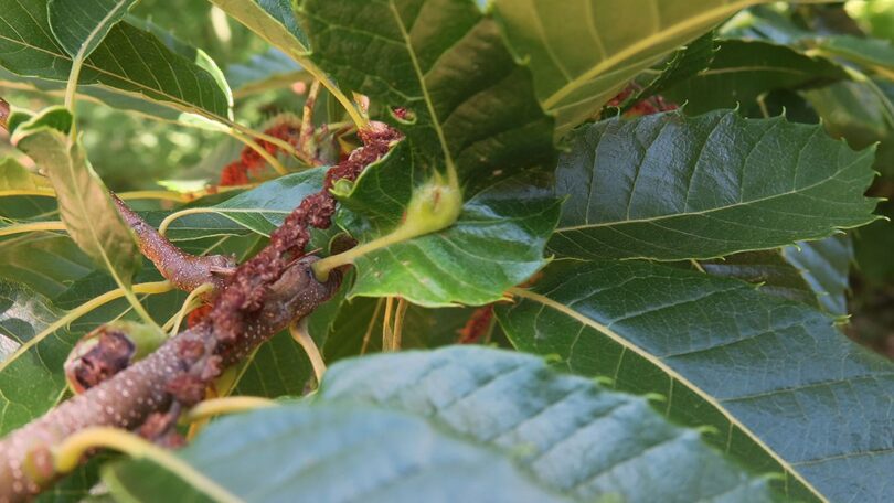 O projeto "BioPest" revelou que a luta biológica contra a vespa-das-galhas-do-castanheiro no Minho apresenta resultados “promissores”.