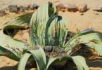 alterações climáticas - crise climática - investigação - estudo - planta - Welwitschia.