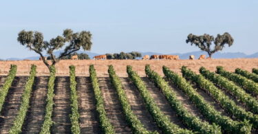 Programa de Sustentabilidade dos Vinhos do Alentejo distinguido internacionalmente