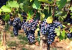 O PreVineGrape é o novo projeto que quer proporcionar à indústria vitivinícola uma solução fungicida de origem natural (biofungicida).