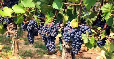 O PreVineGrape é o novo projeto que quer proporcionar à indústria vitivinícola uma solução fungicida de origem natural (biofungicida).
