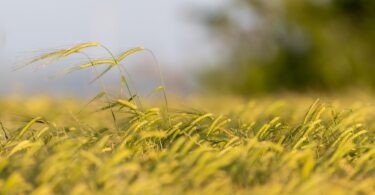 A produção agrícola na UE vai sofrer uma redução significativa com a implementação total da estratégia “do Prado ao Prato”, revelou estudo.