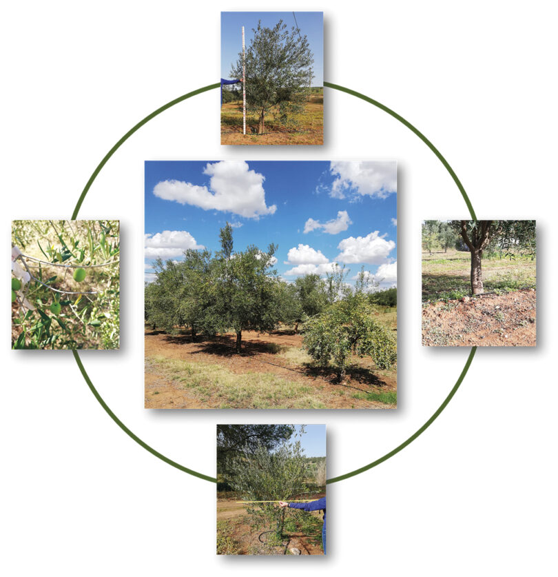 Desenvolvimento vegetativo