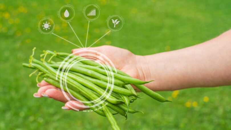 Analisar frutas e vegetais e identificar bactérias e químicos prejudiciais em minutos é o objetivo de um projeto europeu.