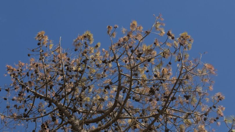 A Fundação Calouste Gulbenkian e a Efanor Investimentos aliaram-se para intervir numa área de 15 mil hectares florestais.