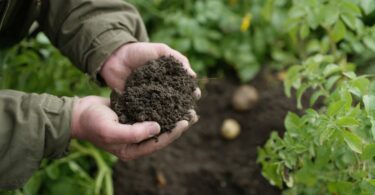 A BASF Agricultural Solutions vai lançar este ano, em várias fases, o seu Programa Global de Carbono na Agricultura.