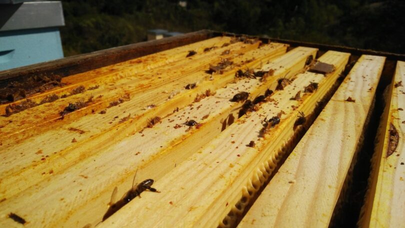 O própolis, resina criada por abelhas para proteger as colmeias, está a ser estudado como meio de retardar a contaminação microbiana.