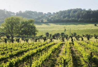 A José Maria da Fonseca é o primeiro produtor de vinho português a obter a certificação em sustentabilidade FAIR’N GREEN.