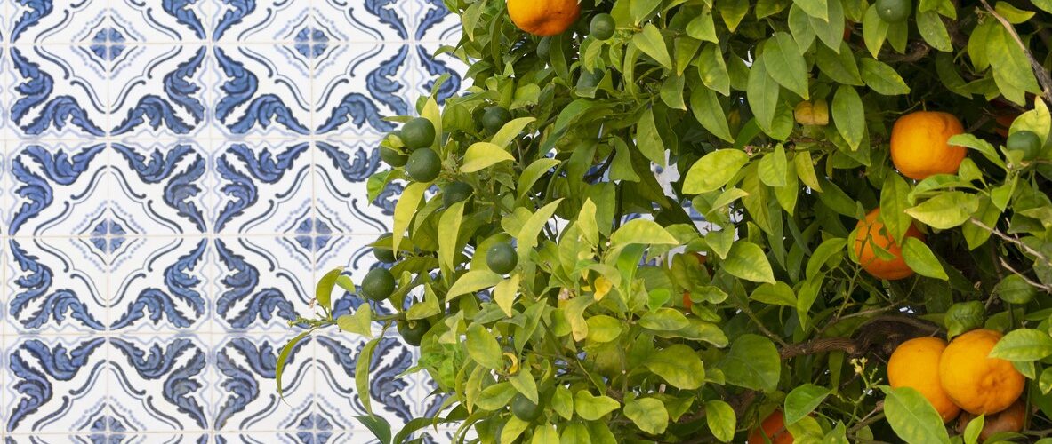 O Continente vai adquirir 18 milhões de quilos de laranja do Algarve, valor superior em dois milhões ao do ano passado.