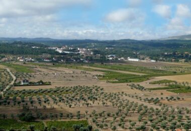 O Boletim Mensal da Agricultura e Pescas aponta como grande destaque a produção de azeitona para azeite.