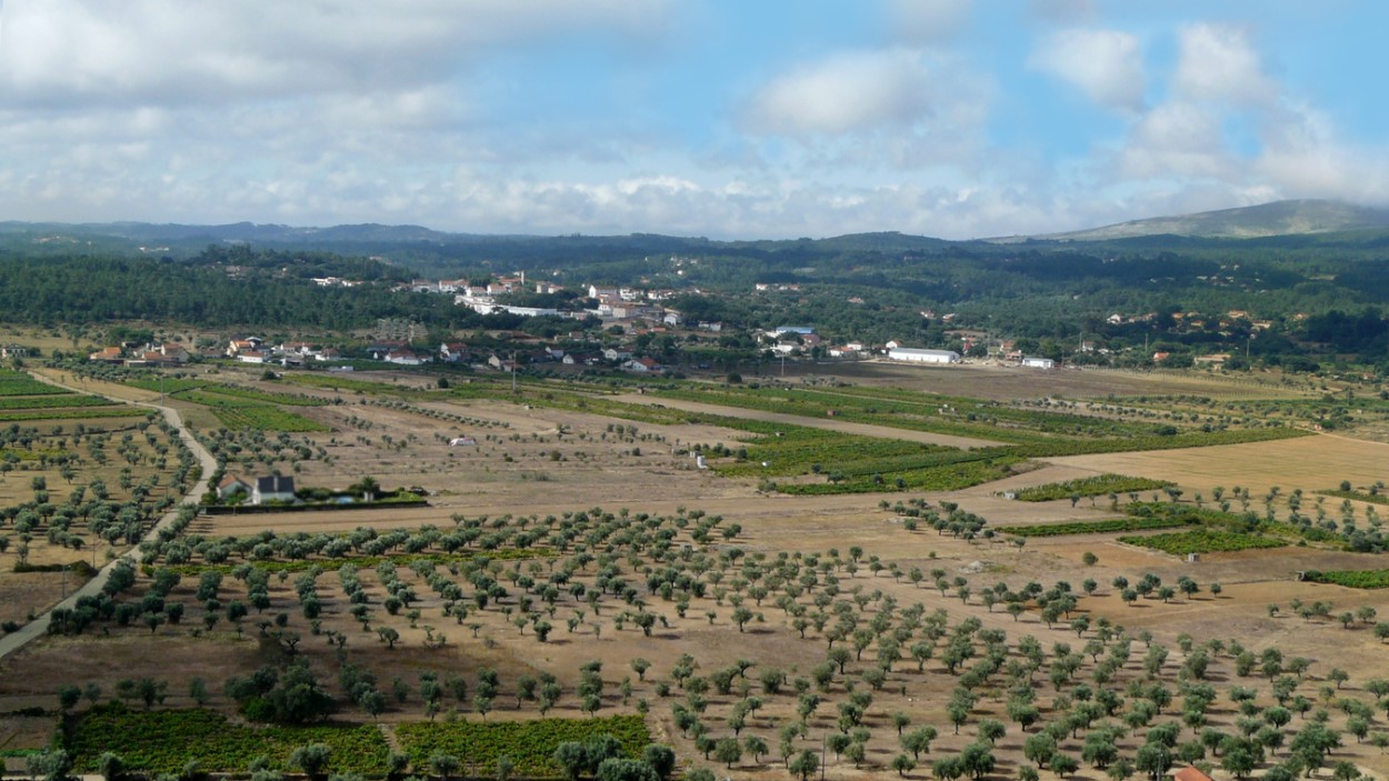 O Boletim Mensal da Agricultura e Pescas aponta como grande destaque a produção de azeitona para azeite.