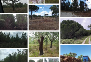 Agro-Silvo-Pastorícia